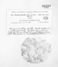 Puccinia cenchri image